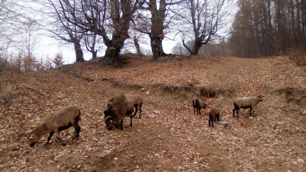 Отель Pastravaria Romani Хорезу Экстерьер фото